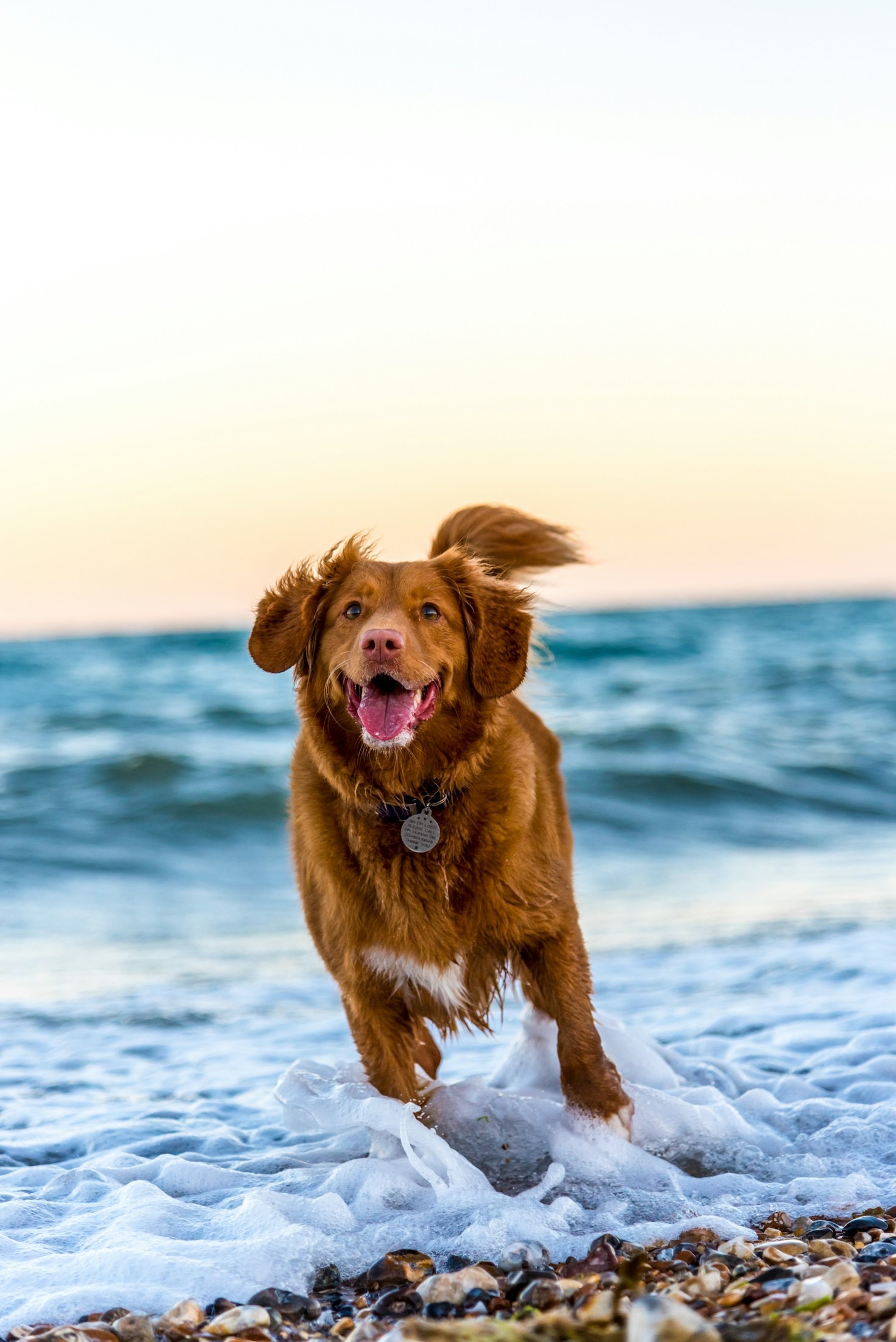 Come gestire la convivenza tra animali