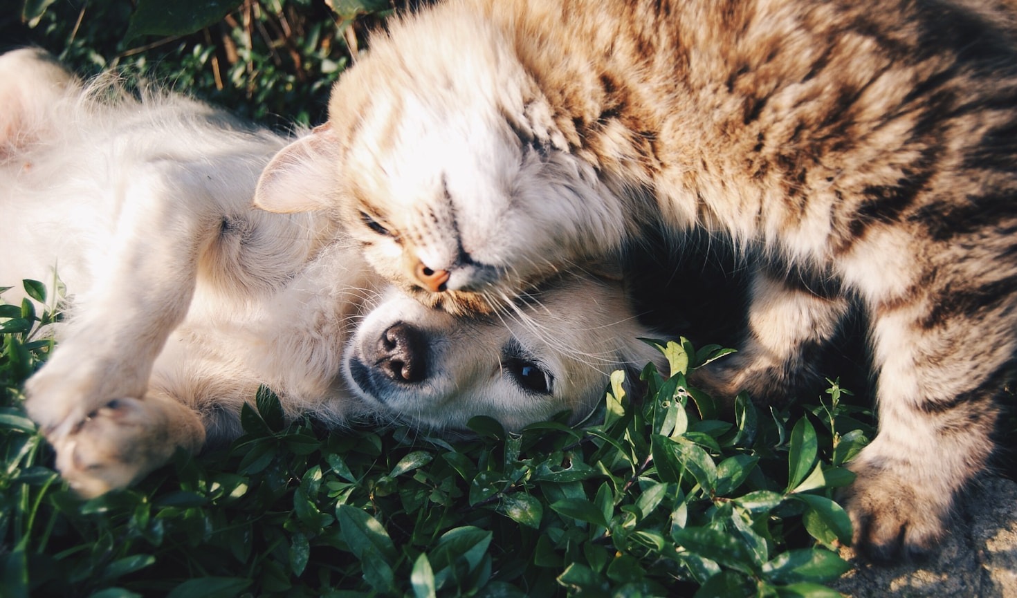 Il legame magico tra uomo e animale